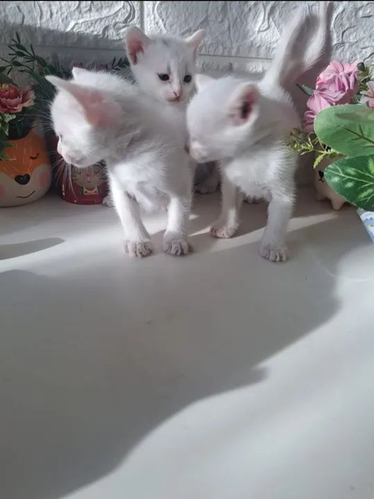 Lindos gatinhos branquinhos - Foto 3