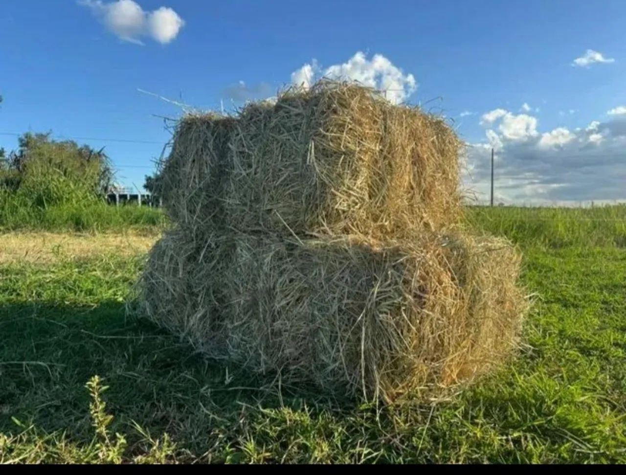 Feno Tipo A entrega grátis para todo o df - Foto 2