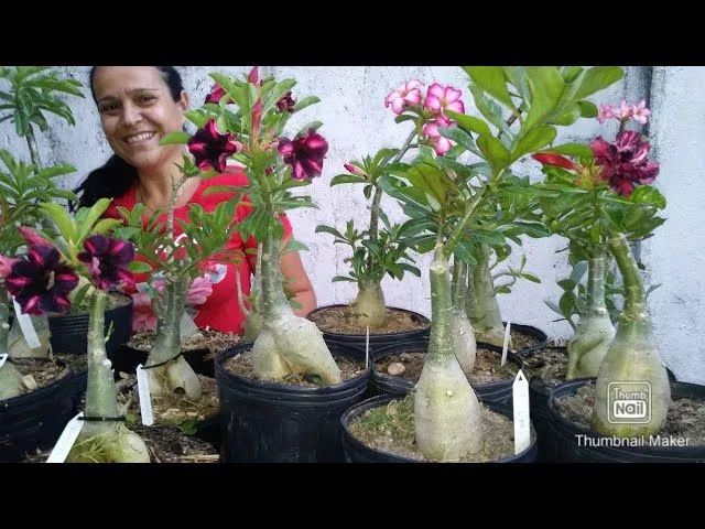 Terra  substrato para Rosa do Deserto - 40 Litros - Foto 5