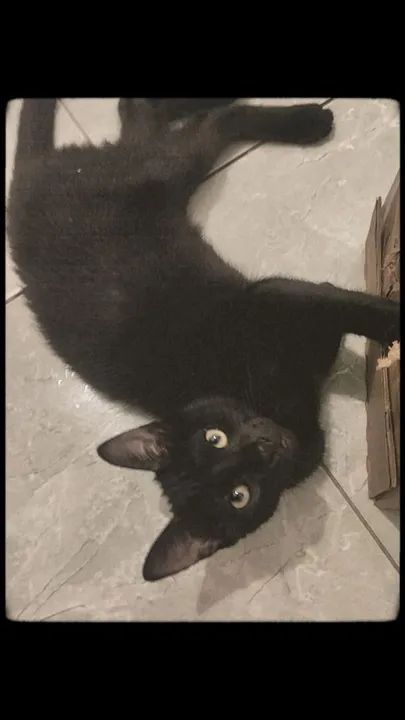 Gatinho preto disponível para adoção