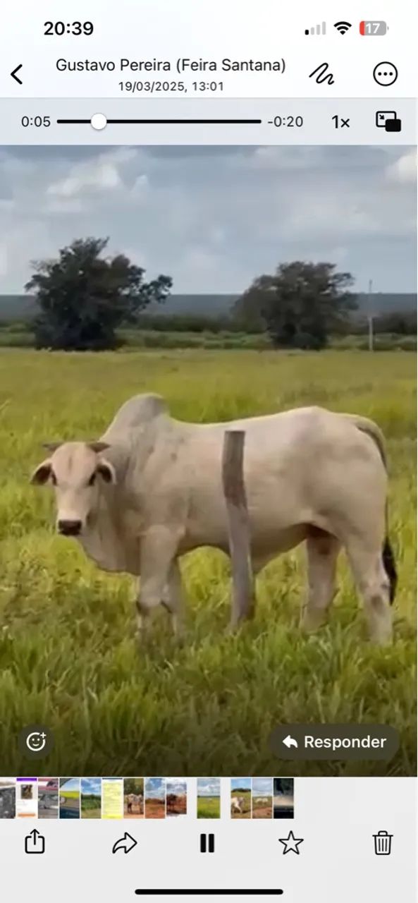 LOTE COM 02 NELORE REGISTRADOS - Foto 6