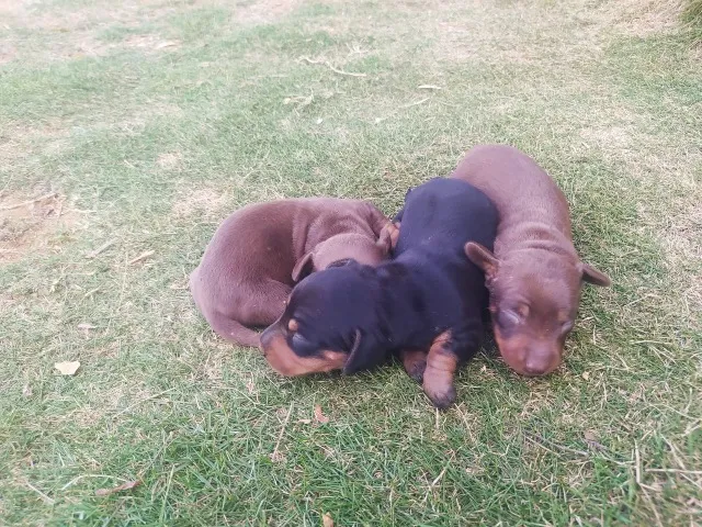 Dachshund (salsicha)