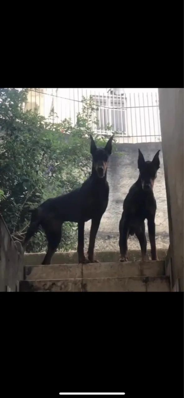 Dobermann filhote - Foto 2