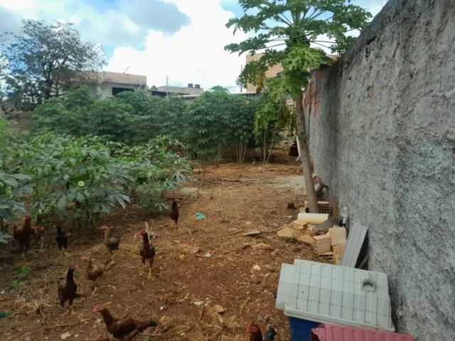 Vendo grande terreno no Morro da Cruz - Foto 3