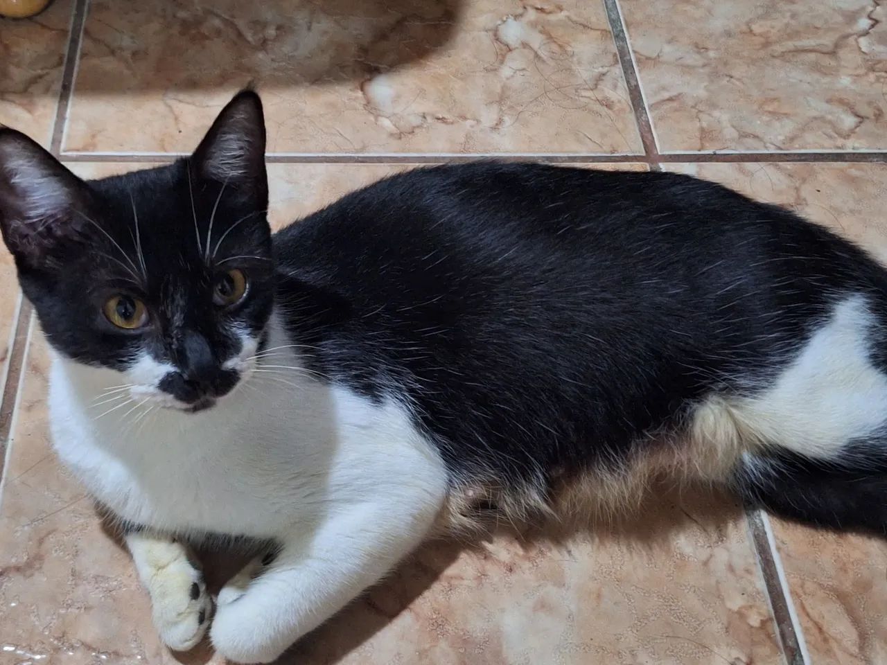 Doa-se gatinha de 1 ano ( URGENTE ) - Foto 2