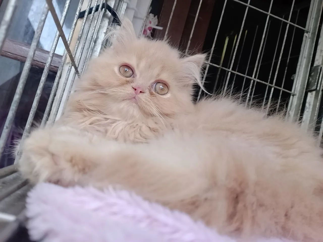 Filhote Persa - Foto 6