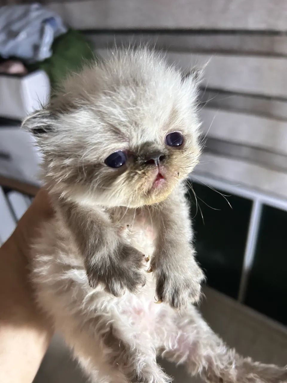 Filhotes de gatinho persa