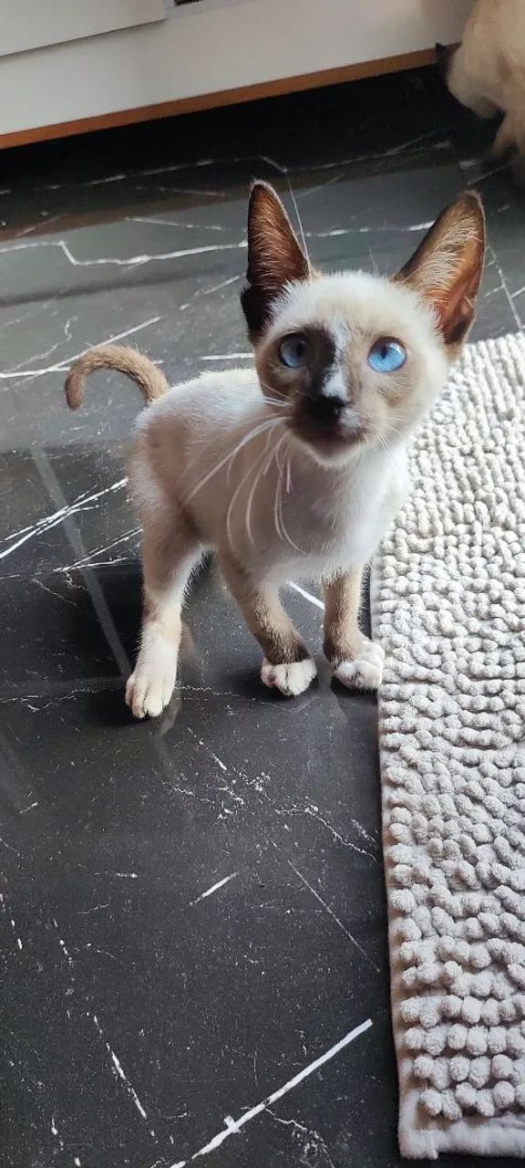 Três gatinhos siameses para adoção! - Foto 3