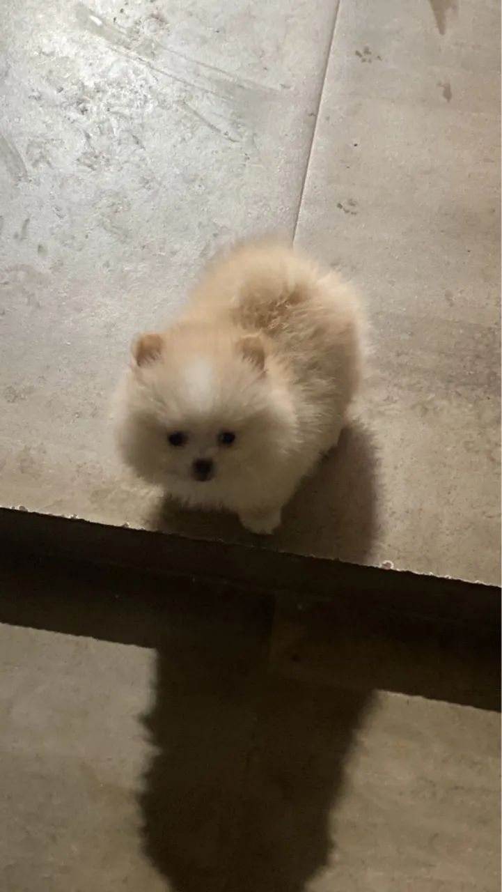 Filhote de Lulu da Pomerânia  - Foto 4