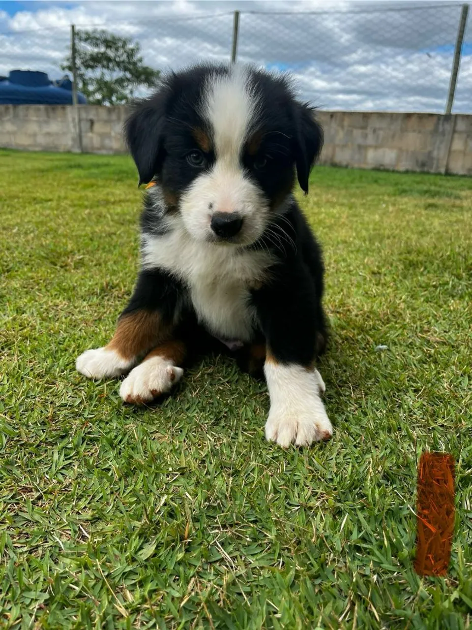 Filhotes Bernese Mountain Dog