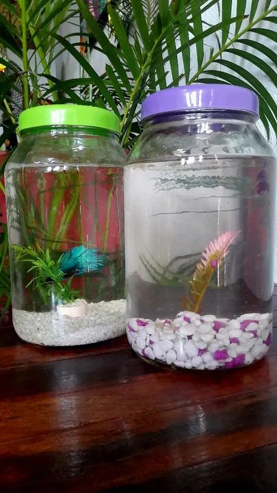 Aquário completo - Foto 4