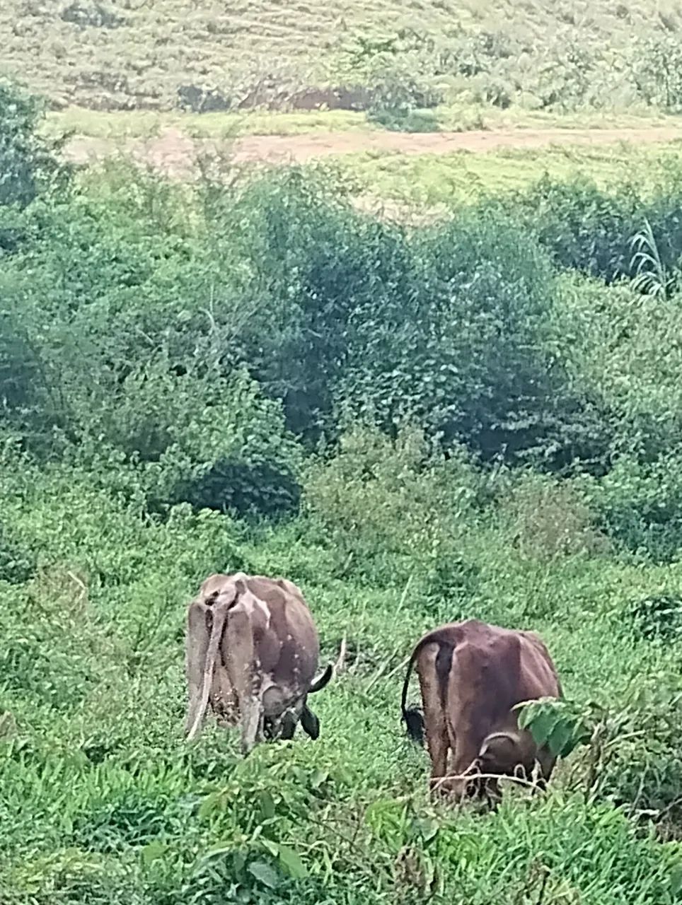 Vacas  - Foto 5