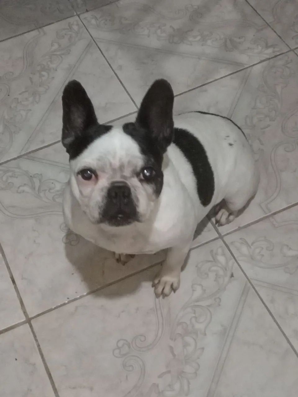 Bulldog fêmea Microchipada venda 