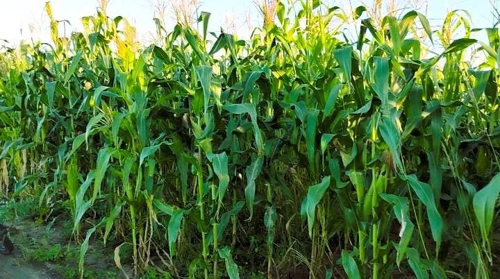 MILHO VERDE FRESCO - DIRETO DA ROÇA PARA SUA MESA!