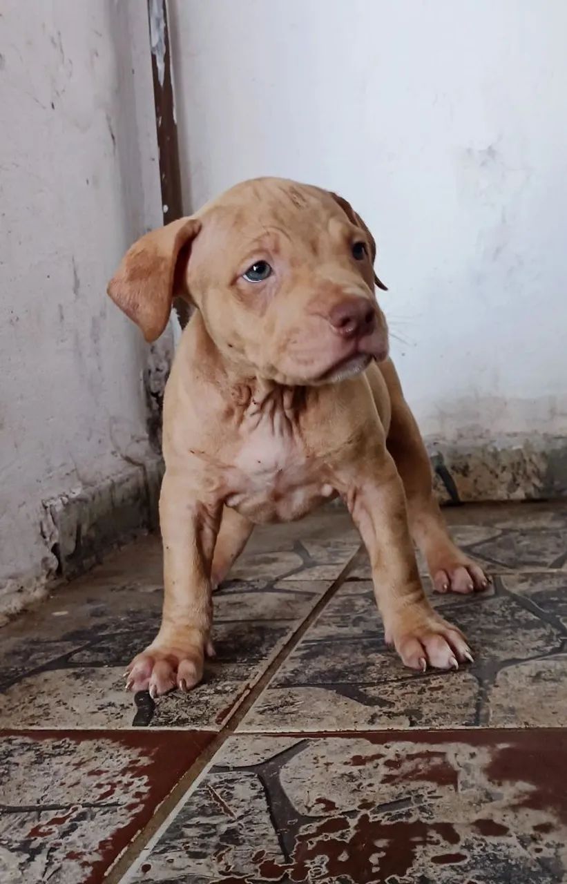 Filhotes de Pit monster a venda. - Foto 4