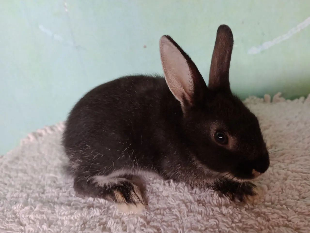 Filhotes de coelhos com 60 dias .lindos filhotes. - Foto 5