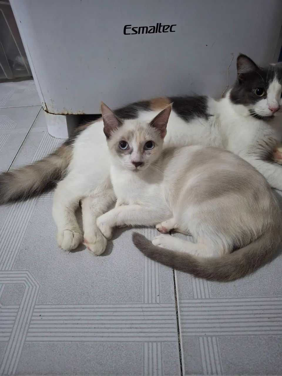 Dois Gatos Lindos para Adoção