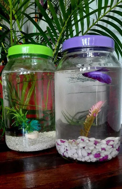 Aquário completo - Foto 3