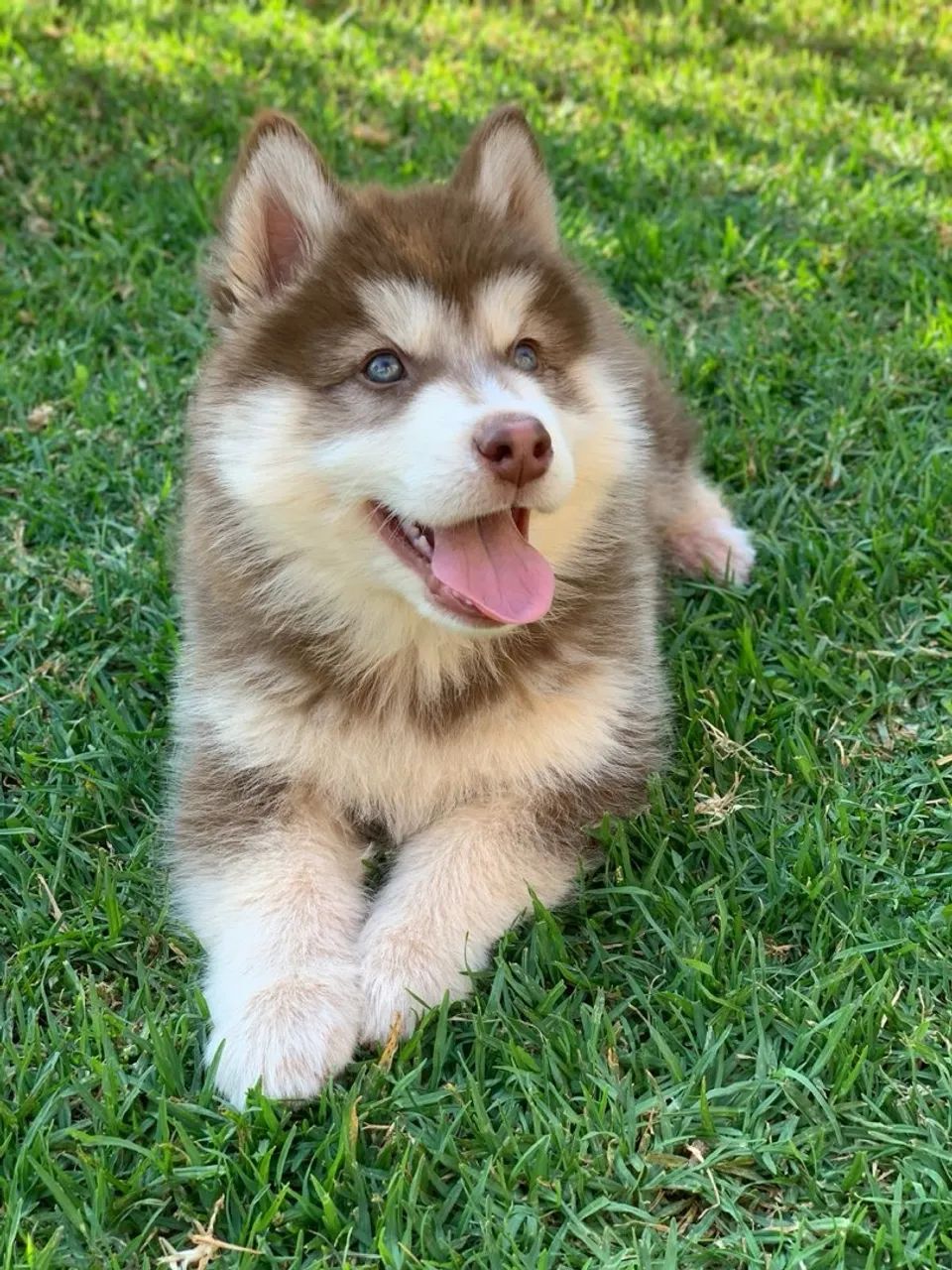 Husky Siberiano - Pelúcia!