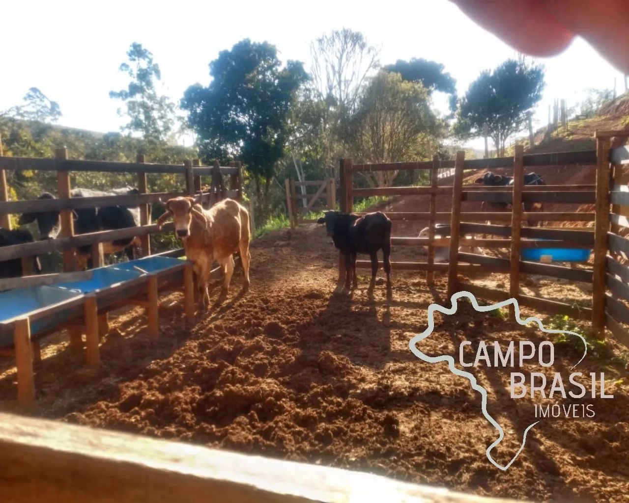 Sítio formado 4 hectares em Jambeiro! Estuda permuta! - Foto 3