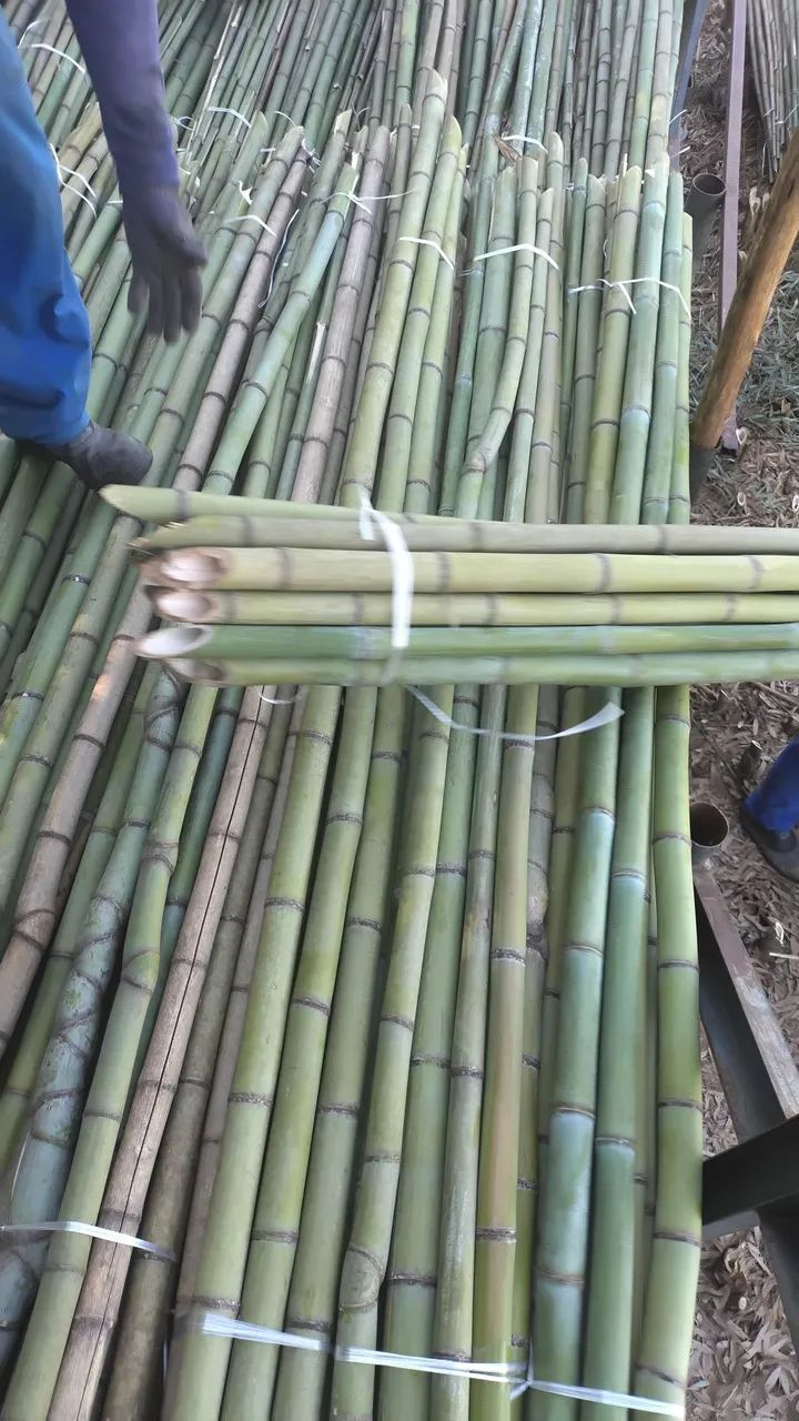 Bambu para plantar tomate ? - Foto 2