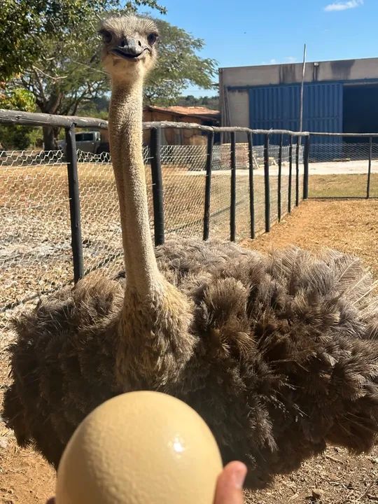 Avestruz para venda - Foto 4