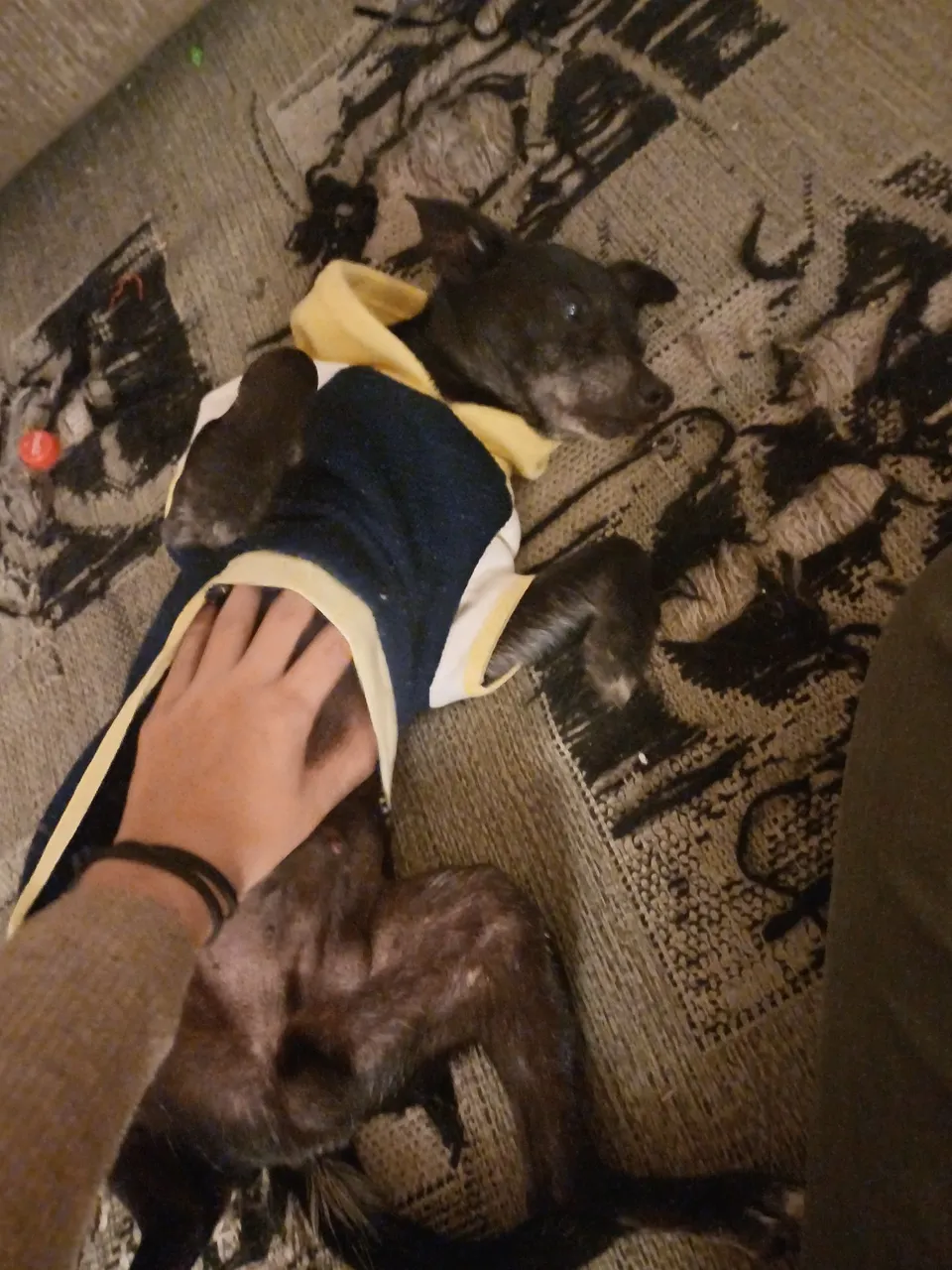 Pinscher idoso para adoção responsável- extremamente carinhoso!