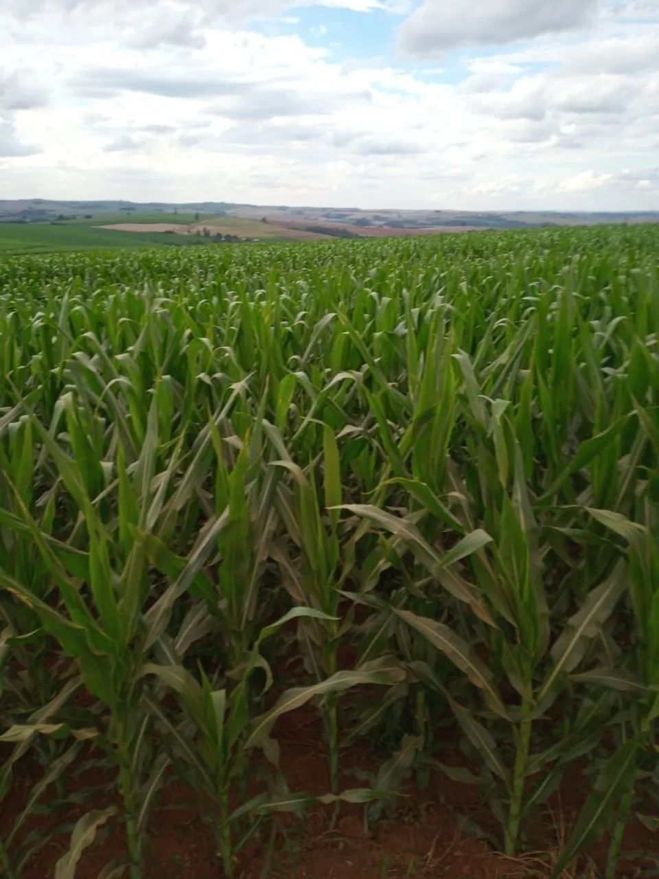 Fazenda 60 alqueiro  - Foto 3