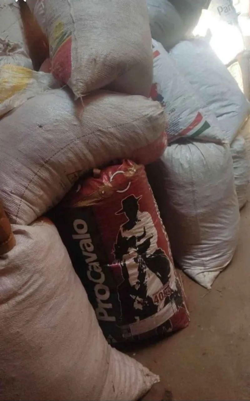 Semente de capim Andropogon  - Foto 4