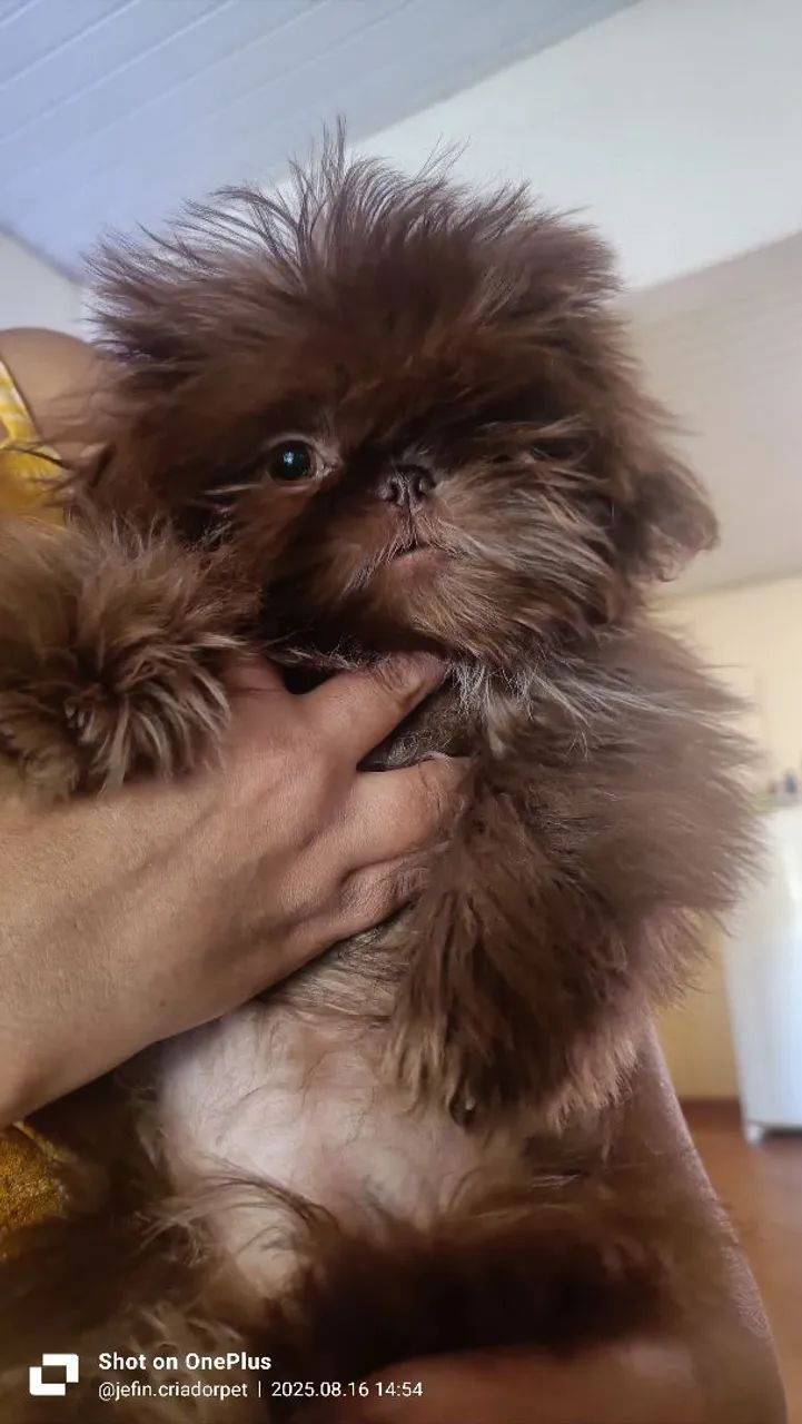 Filhote Macho de Shih Tzu Linhagem Chocolate 