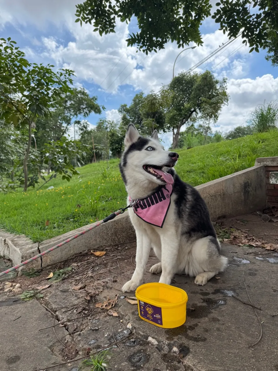 Procuro Macho para CRUZAR