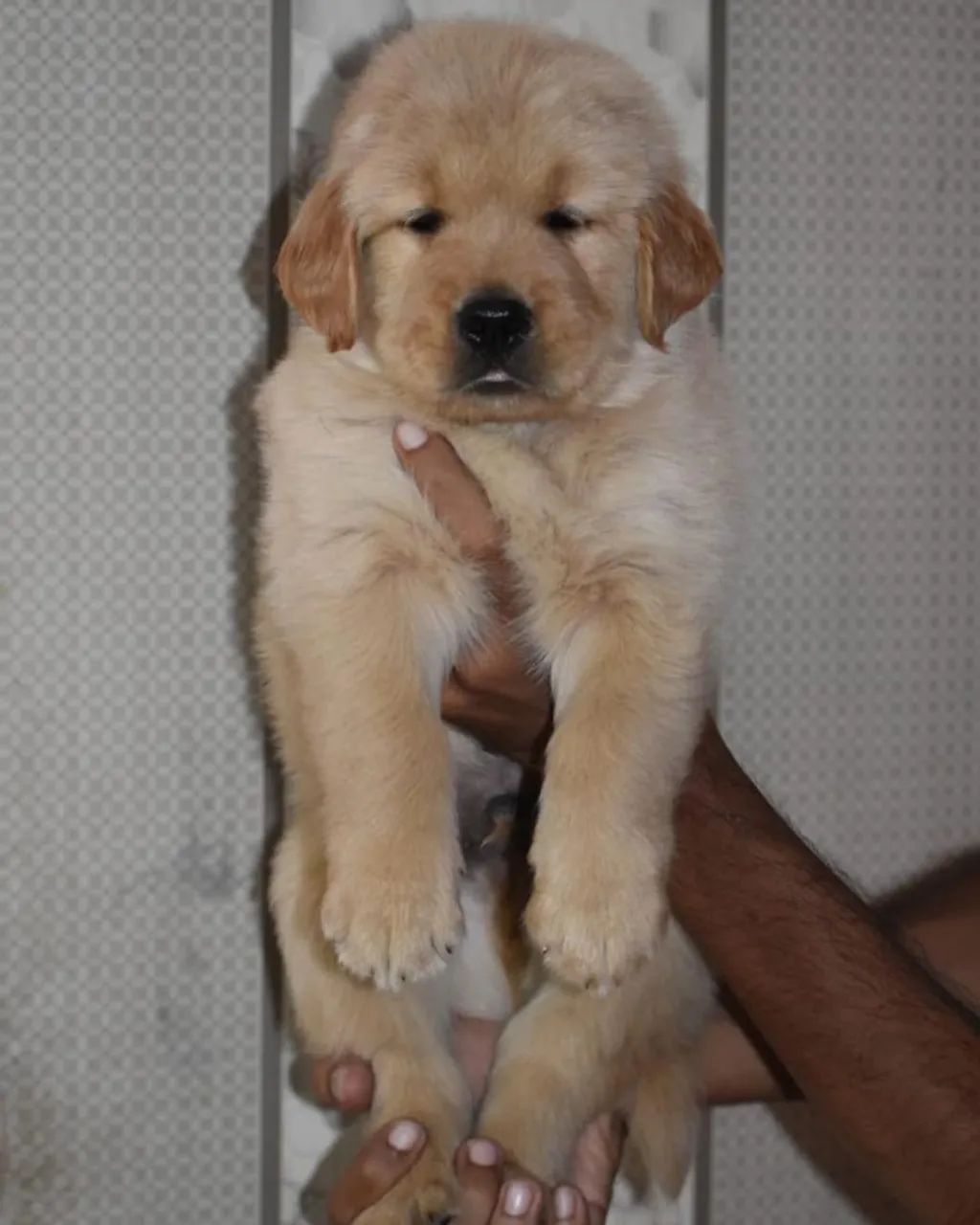 Golden retriever companheiro leal e amoroso