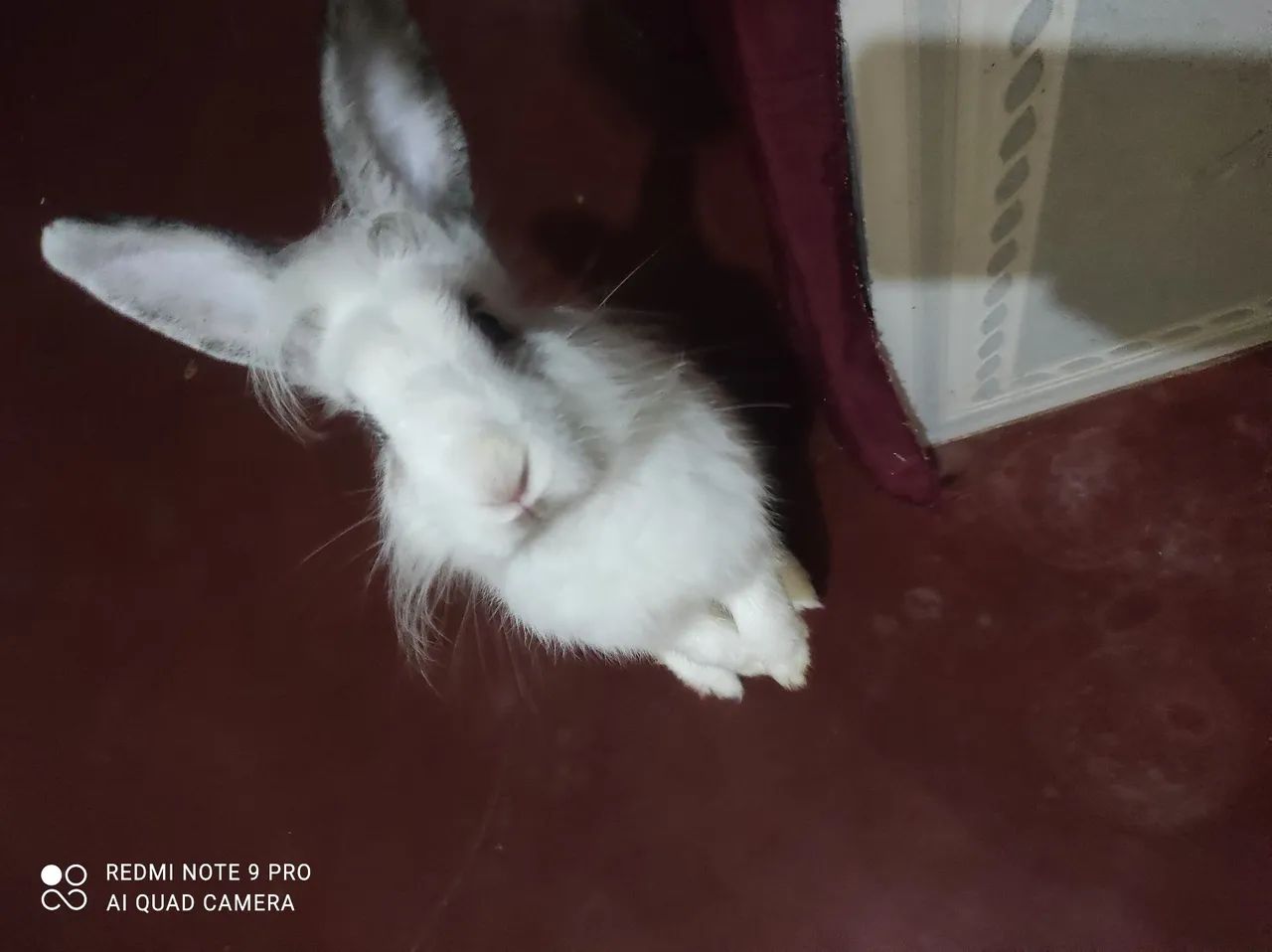 Coelhinho Lion Branco - Foto 3