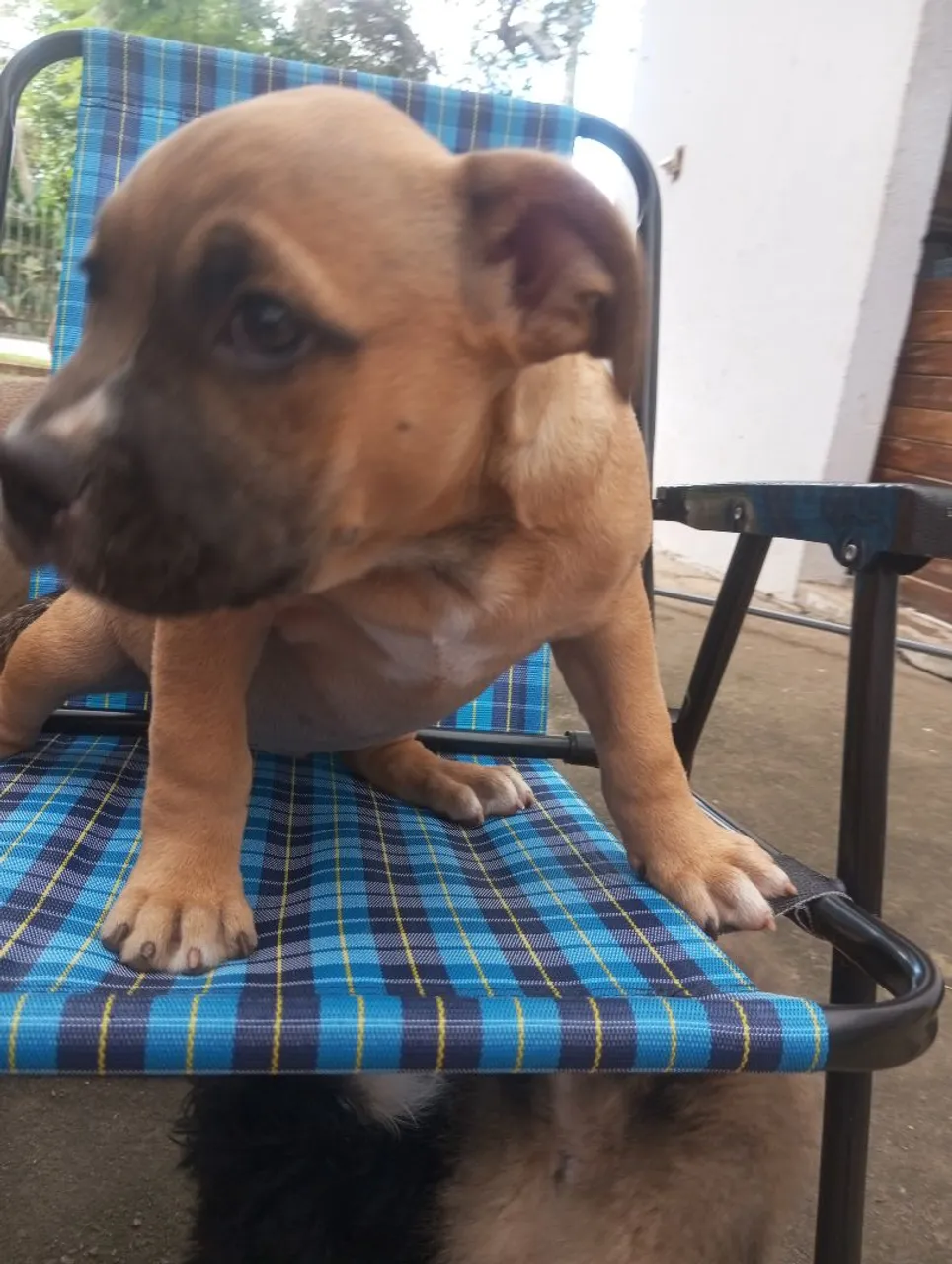 Filhote de American bully