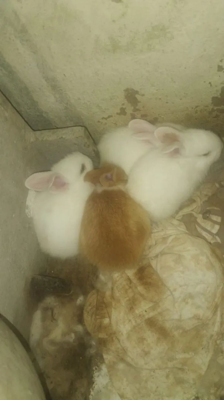 Coelhos Filhotes - Lindos e Saudáveis - Foto 2