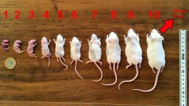 Camundongo e neonato - Foto 3