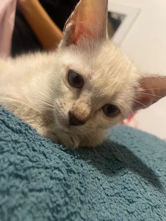 Gatinho branco lindo e dócil para adoção - Foto 5