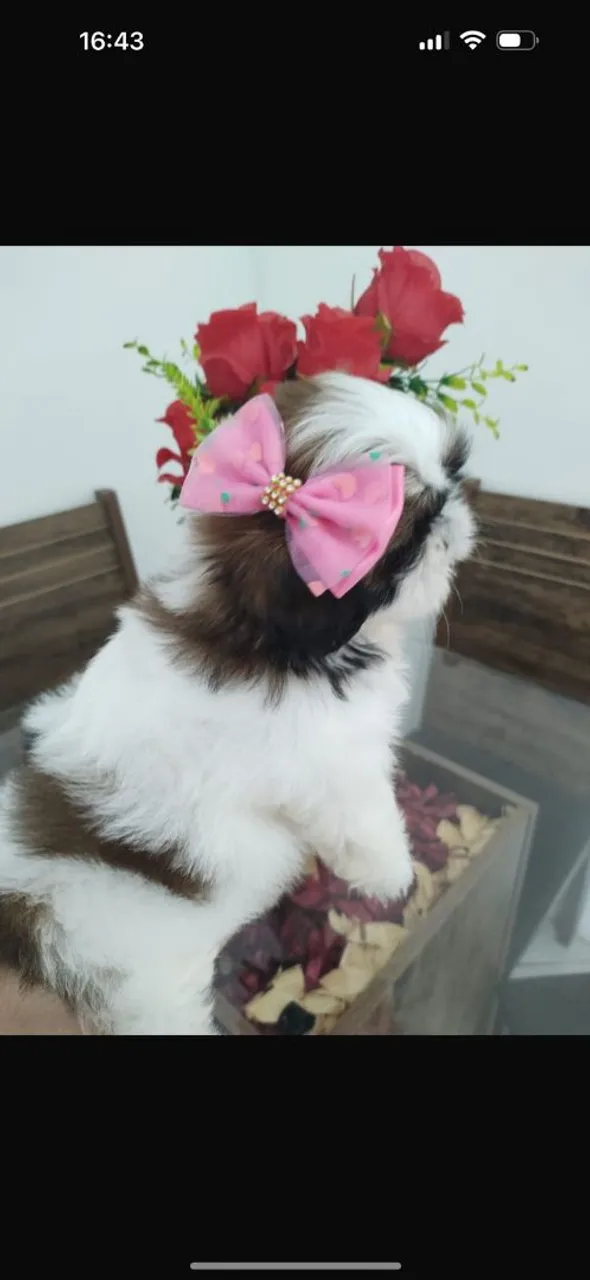Filhote Shih Tzu fêmea