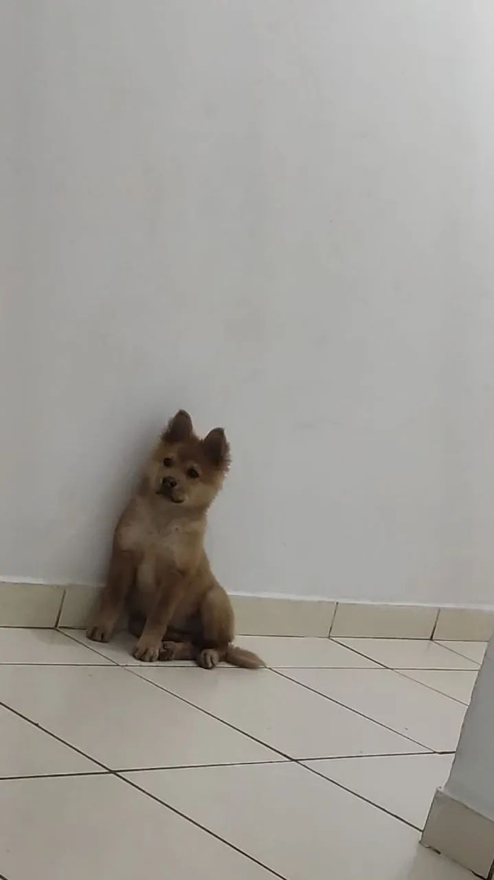 Filhote de Chow Chow - Fofo e Brincalhão - Foto 2