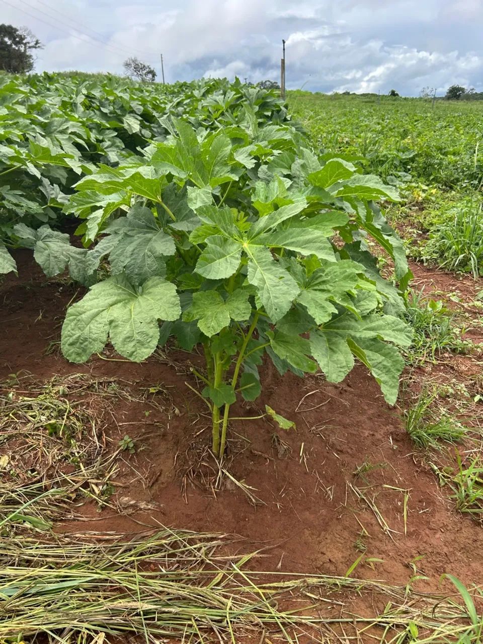 Plantação de abobrinha, Quiabo, Feijão e Mandioca  - Foto 5