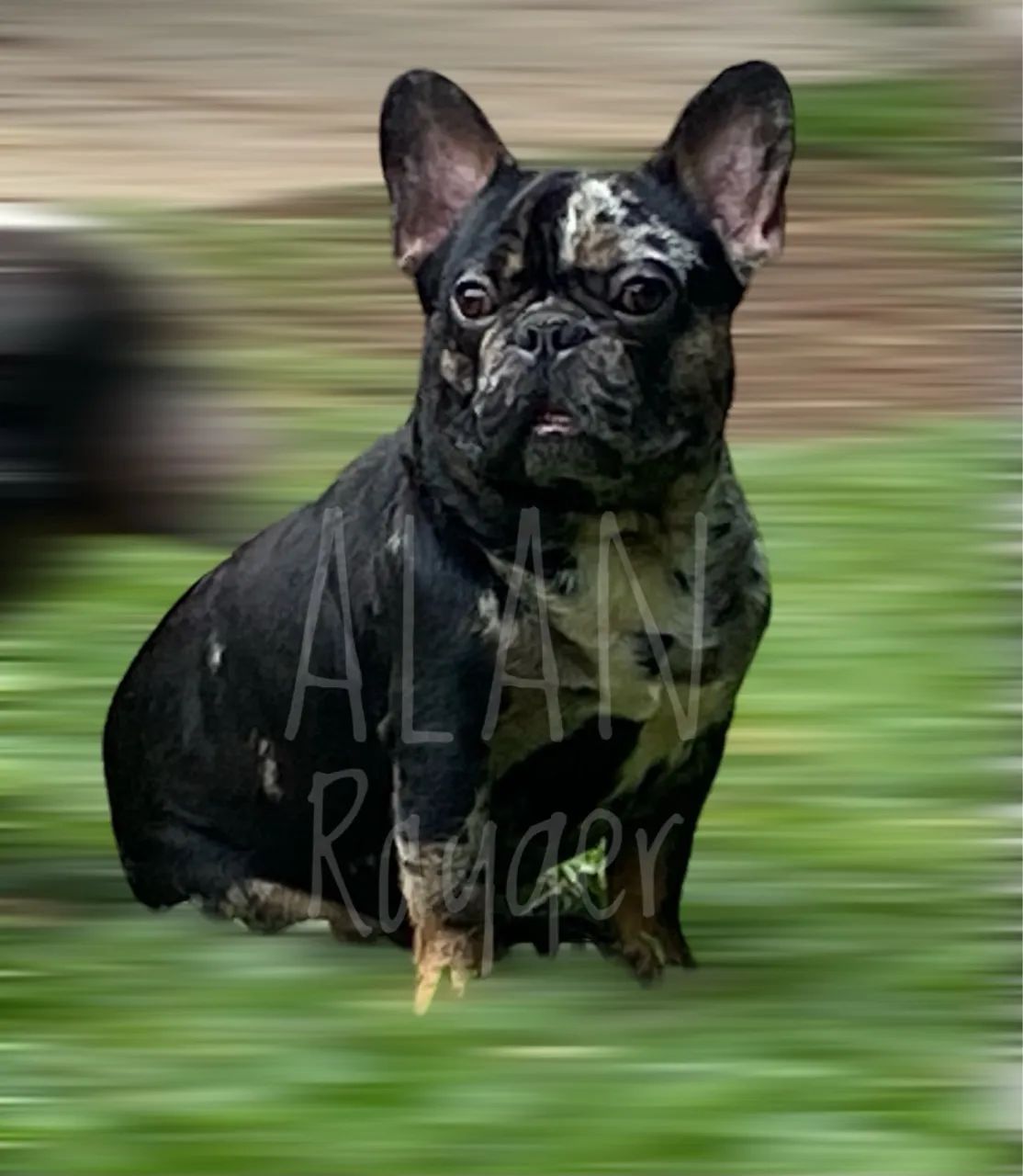 Frenchie  Merle para cruza 