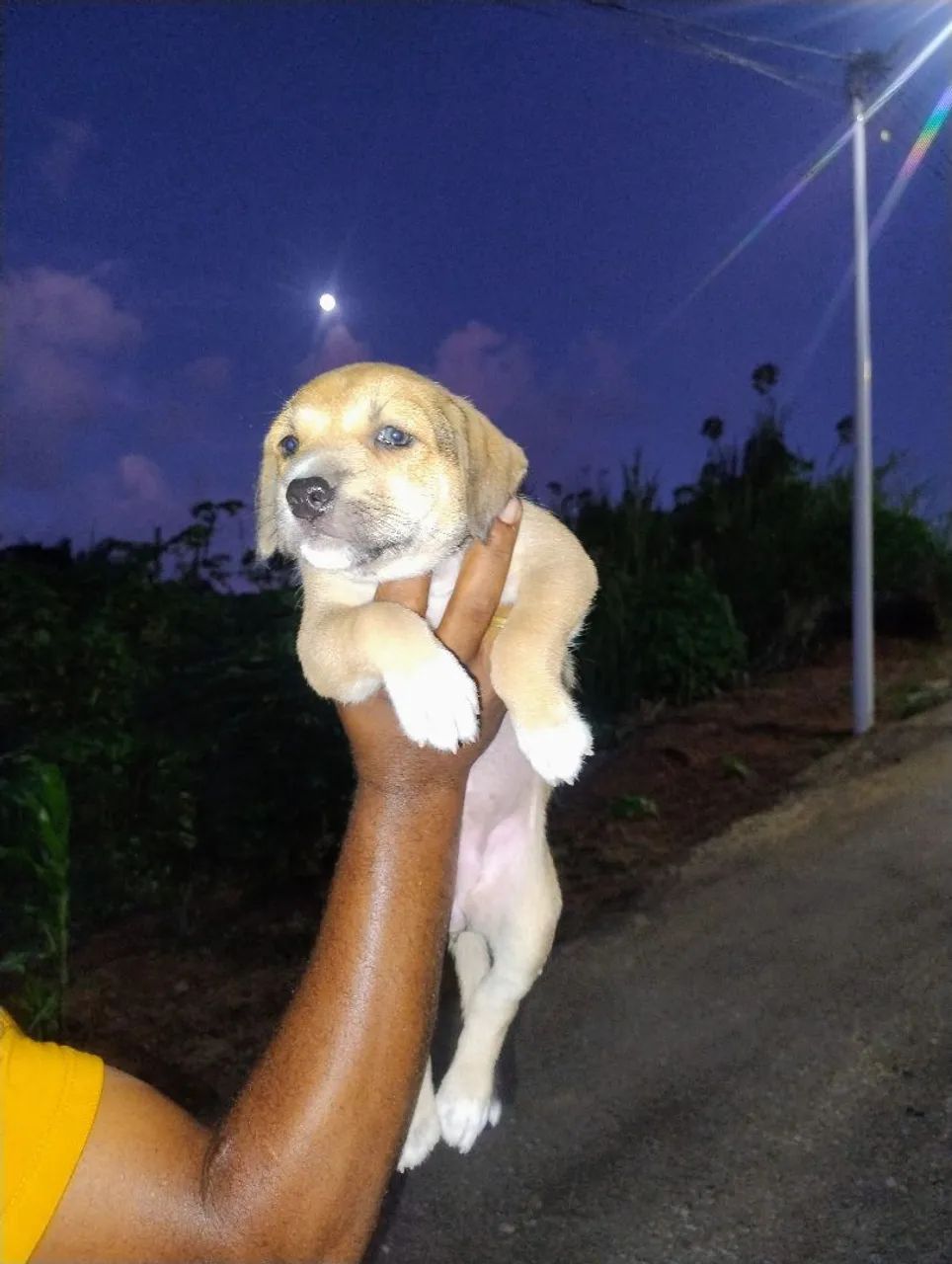 Filhote de cachorras fêmeas - Adote já! - Foto 2