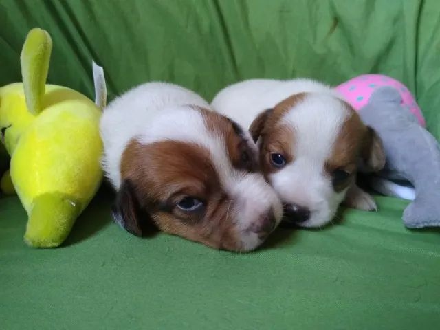 Jack Russell, Mini, elegante e puro amor
