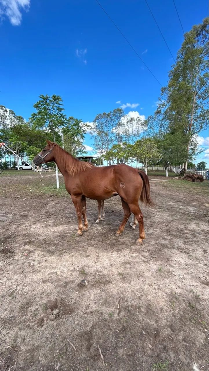 Égua QM PO a venda  - Foto 3