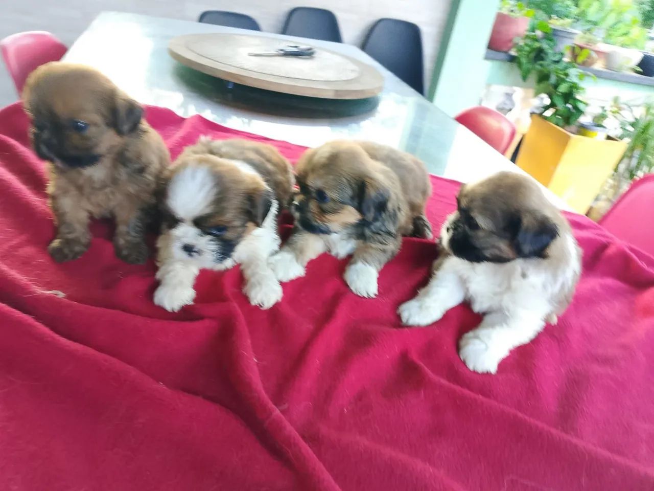 Shih tzus filhotes  promoção 700$$ - Foto 3