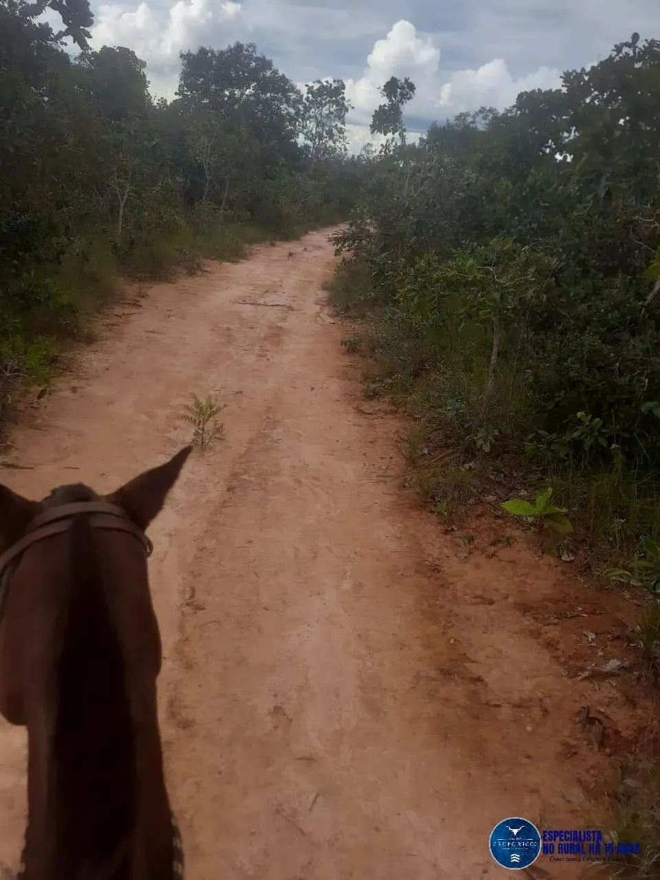 Terra Mista à venda em Guiratinga-MT ! 480 Hectares!
