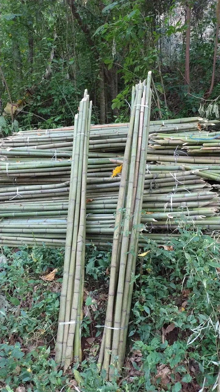 Bambu para plantar tomate ?