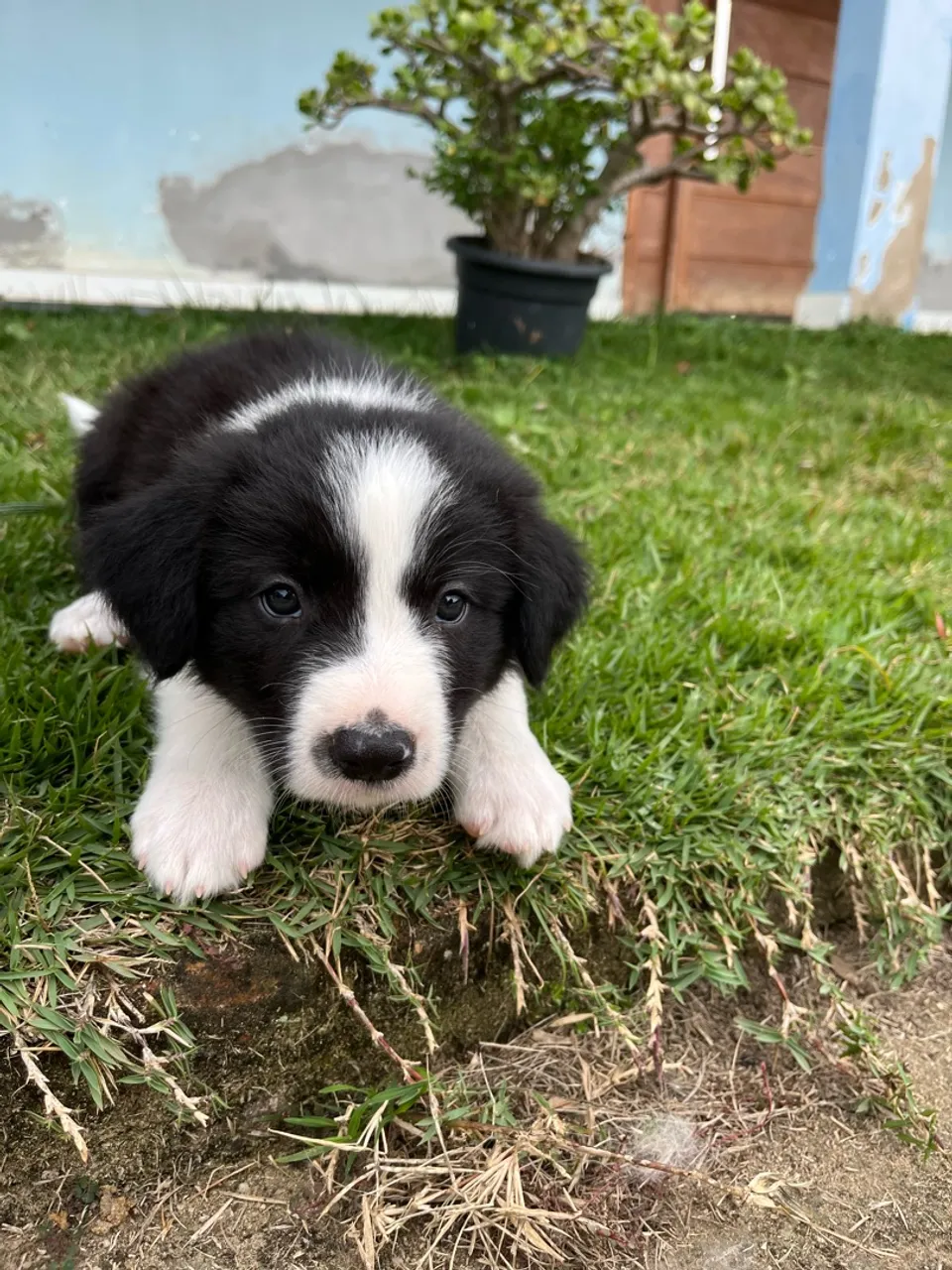 Filhote Border Collie últimos disponíveis