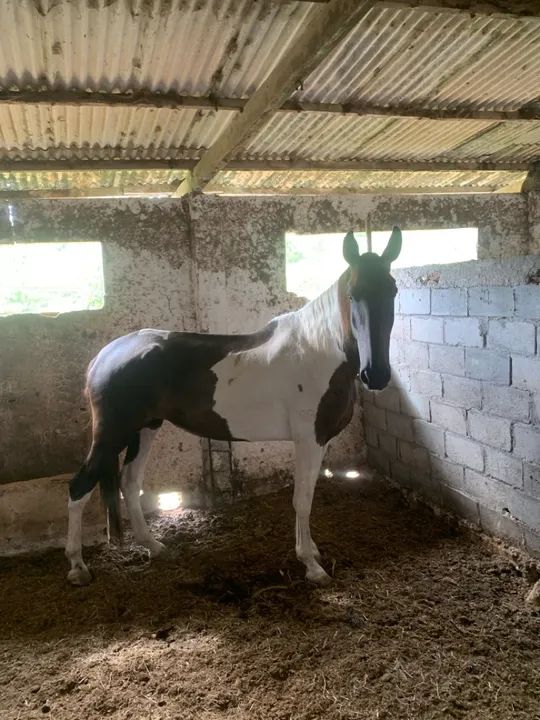 Égua pampa de preto e potro - Foto 3