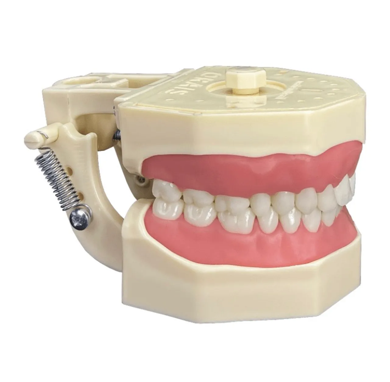 Manequim Odontológico - Dentística/Prótese Fixa